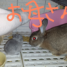赤ちゃんウサギ4羽☆性別大体わかりました サムネイル5