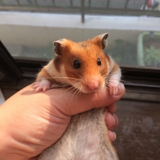 ゴルハムちゃんと飼育用品一式