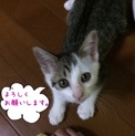 子猫の里親募集！