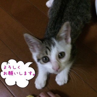 子猫の里親募集！