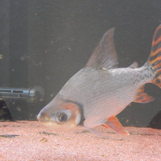 カラープロキロダス　約１９センチ