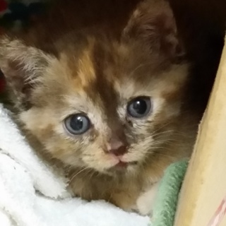 母を待ってみゃーみゃー