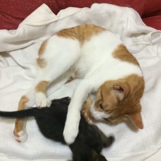 今日で一歳になるオス猫