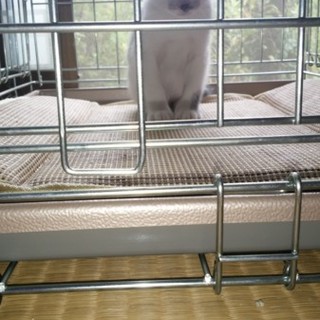 子猫の里親募集です