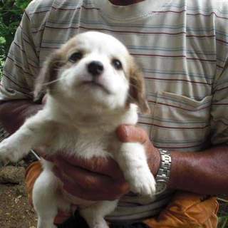 この子の命を救ってください。