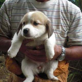 この子の命を救ってください。