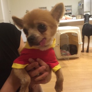 繁殖放棄犬チワワ大人しくマイペース