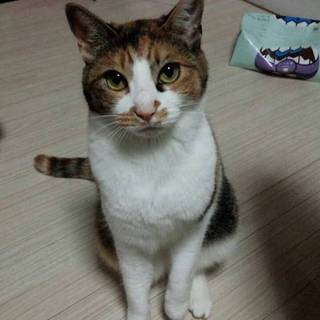 急募集今週保健所行き