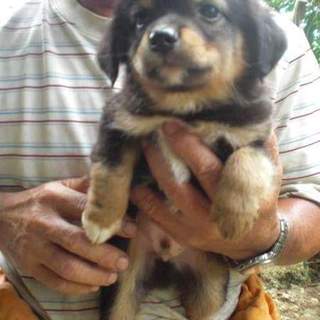 この子の命を救ってください。