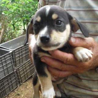 この子の命を救ってください。