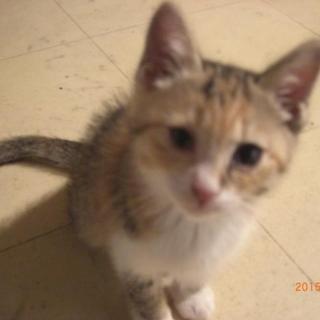 ミケ子猫２ヶ月半メス