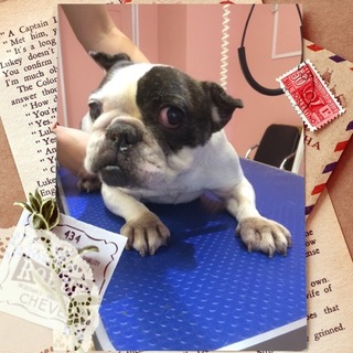 甘えん坊のフレンチブルドッグ４才の女の子です。