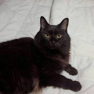 急募集保健所行き