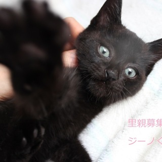 あまあま♥黒子猫 ジーノくん里親募集