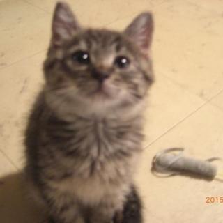 キジトラ２ヶ月半メス