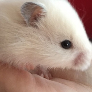 長毛ホワイトハムスター♂1♀1