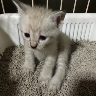 シャム系男の子☆