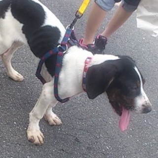 トライアルに入りました　薩摩ビーグルの子犬　