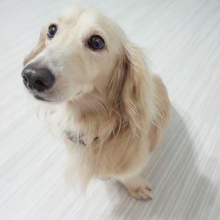 Mダックス　仮名　爽（そう）