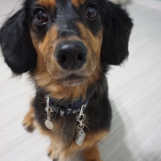 ダックスミックス　仮名ミント