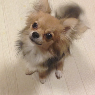 ロングコートチワワ・フォーン血統書付き男の子