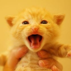 にゃん☆ぴーす譲渡会