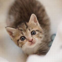 にゃん☆ぴーす譲渡会 サムネイル2