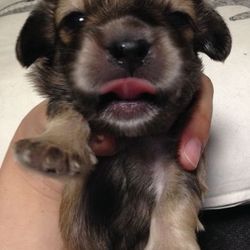 にゃん☆ぴーす譲渡会 サムネイル3