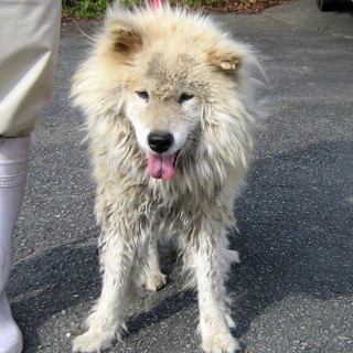 この子の晩年を共に過ごしてもらえますか？