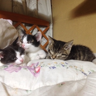 子猫の里親よろしくお願いします