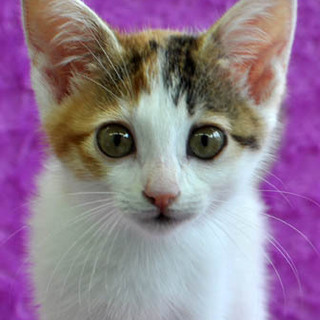 三毛猫のはるちゃん♪