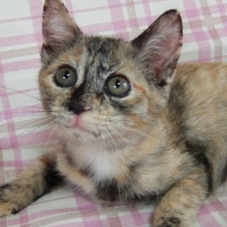 サビ柄の可愛い女の子