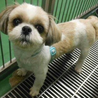 シーズー推定4才男の子体重4キロ穏やか