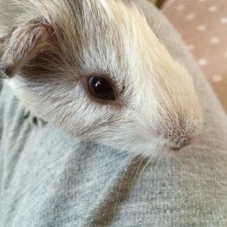 里親決定しました！ご応募ありがとうございました。