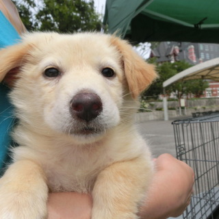 子犬白茶むくむく