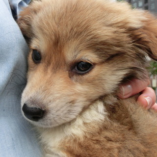 子犬　茶黒むくむく