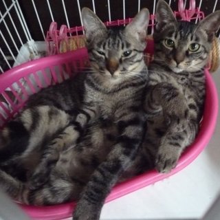 １才弱ハンサムキジトラ兄弟！