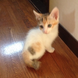 カワイイちびちゃん