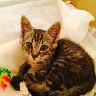 生まれて1か月半、男の子