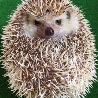 ハリネズミ♂里親募集