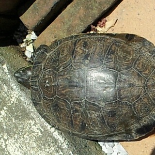 ミドリガメの里親さん募集