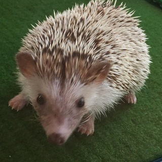 ハリネズミ♀里親募集