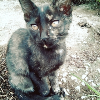 5姉弟のやんちゃ美猫です(((^-^)))