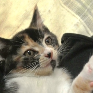 子猫20匹募集、人なつこいルビ、不妊・ワクチン済