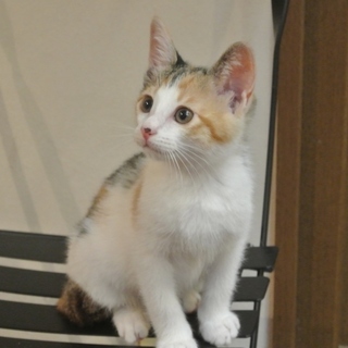 子猫20匹募集、超かわパステル三毛・みどりちゃん