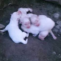 シェルターだより