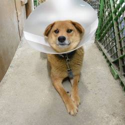 「シェルターだより」サムネイル2