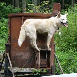 「シェルターだより」サムネイル3