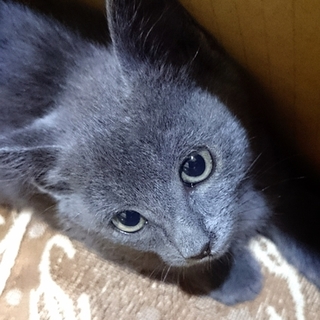 保護した子猫の里親になってください