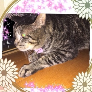 お爺さん猫に愛を！